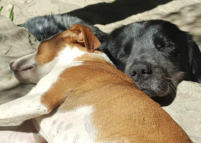 Rafting Camp Encijan Camping